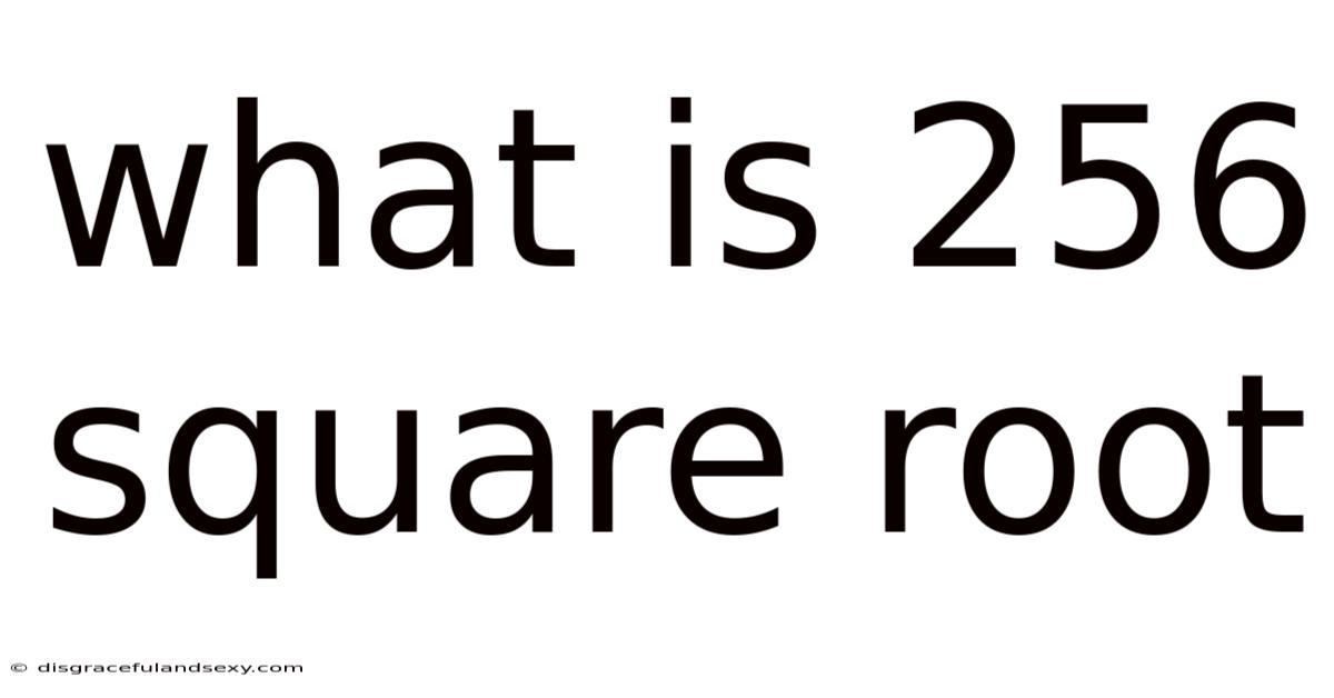 What Is 256 Square Root
